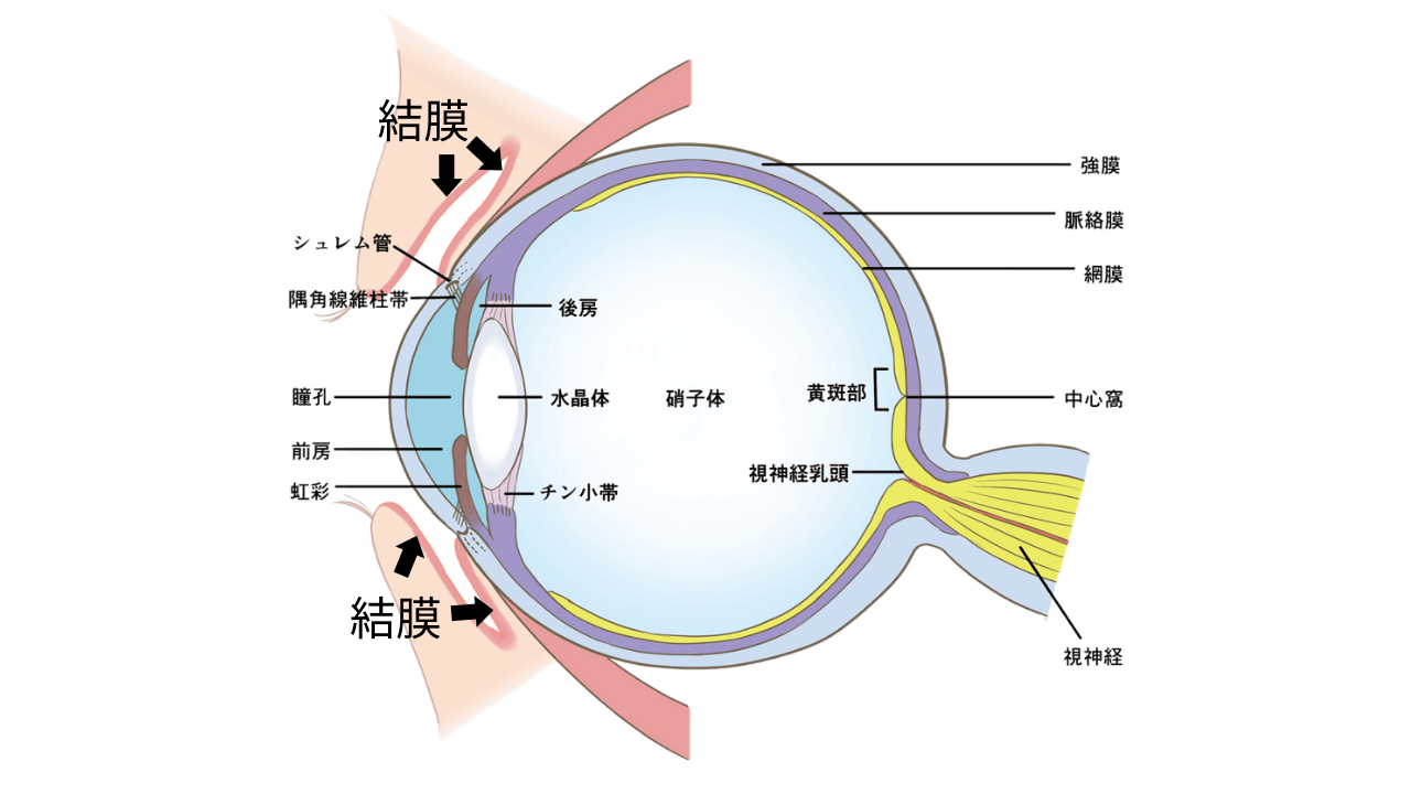 【結膜下出血】眼球・白目に出血│びっくりして慌てている方へ！ | 看護師トリの学びブログ